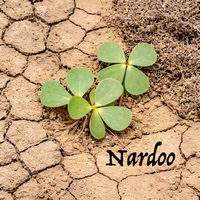 Front cover art for Nardoo